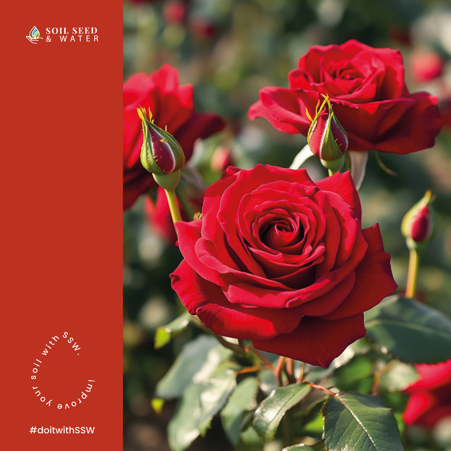 Cultivator's Rose Blend Concentrated Organic Soil Amendment Fertilizer