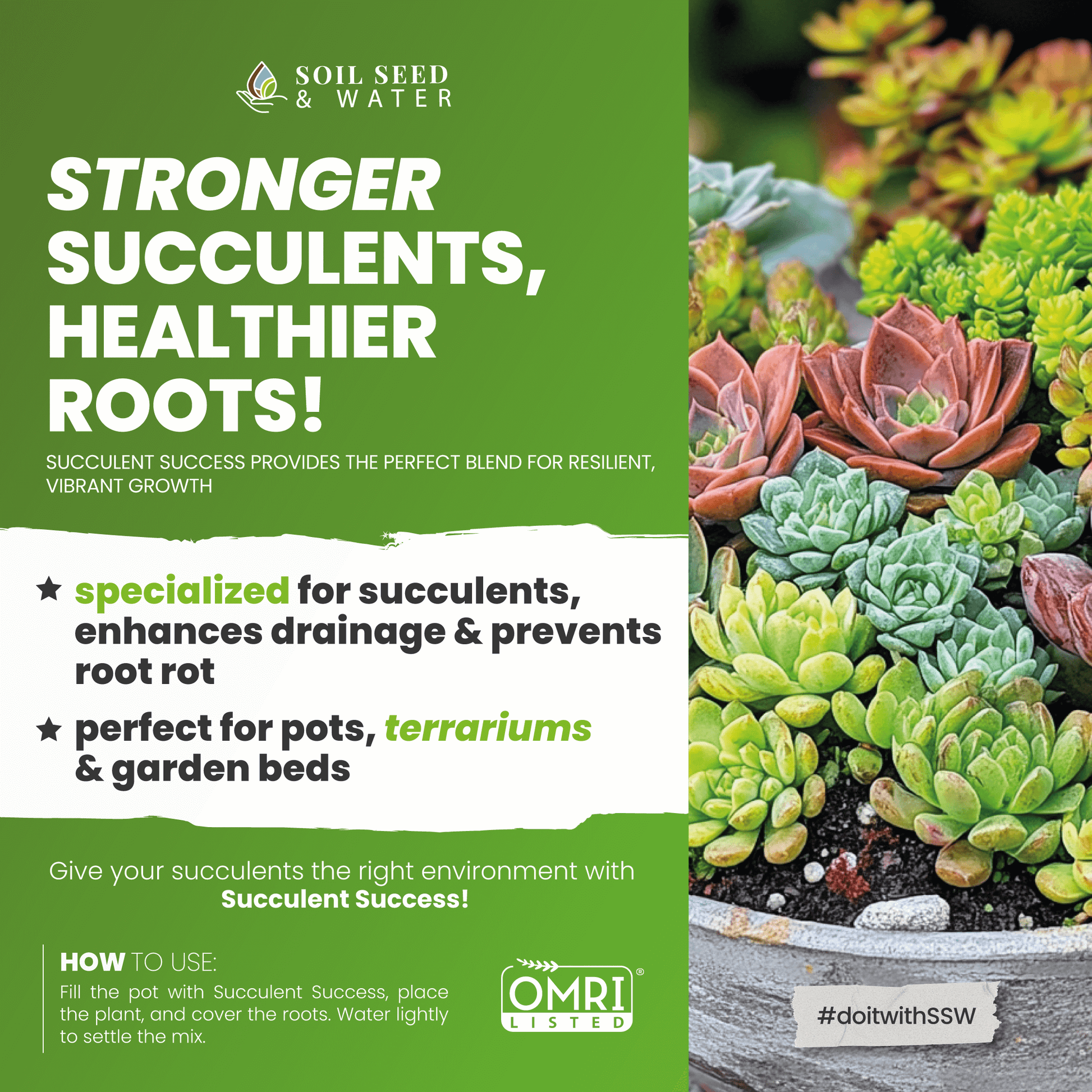 best potting soil succulents Succulent Success