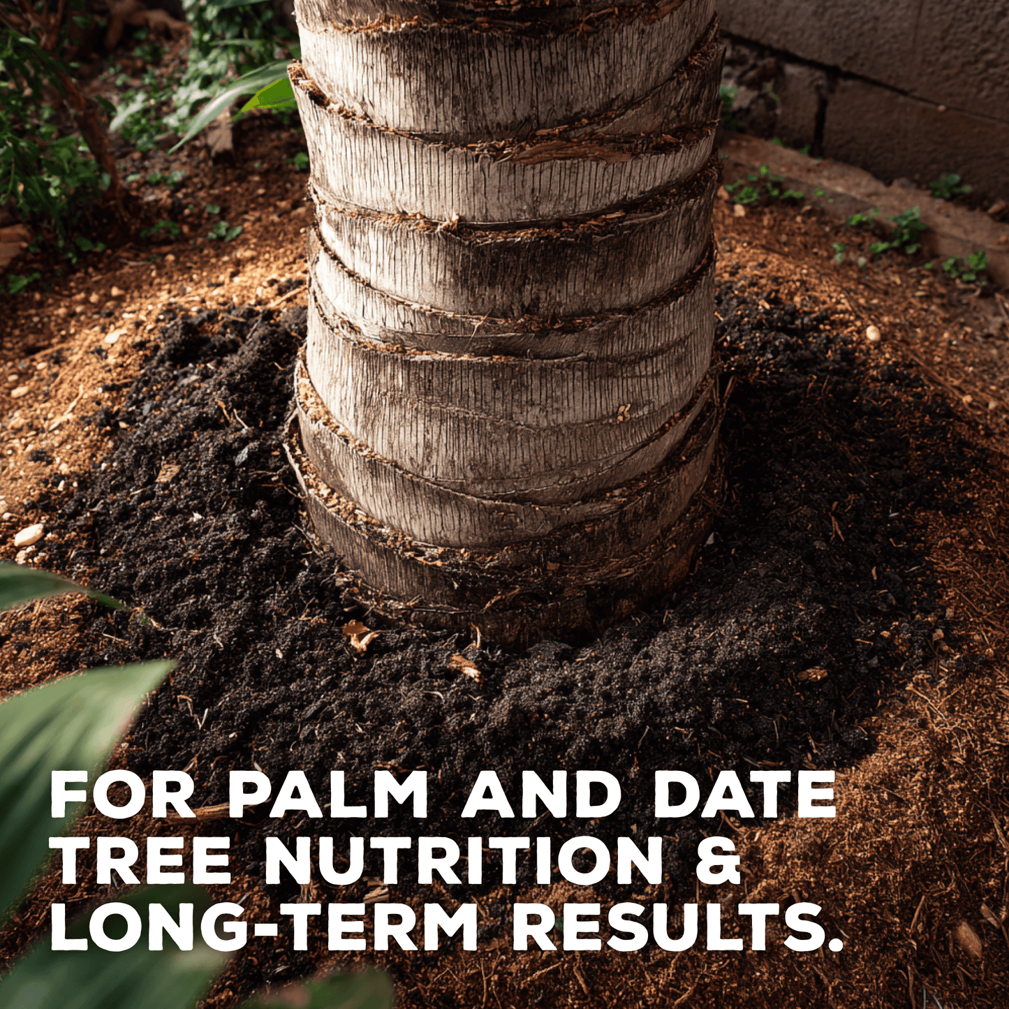 soil for planting palm trees Oasis Blend Concentrated Organic Soil Amendment Fertilizer for Palm & – Soil Seed & Water