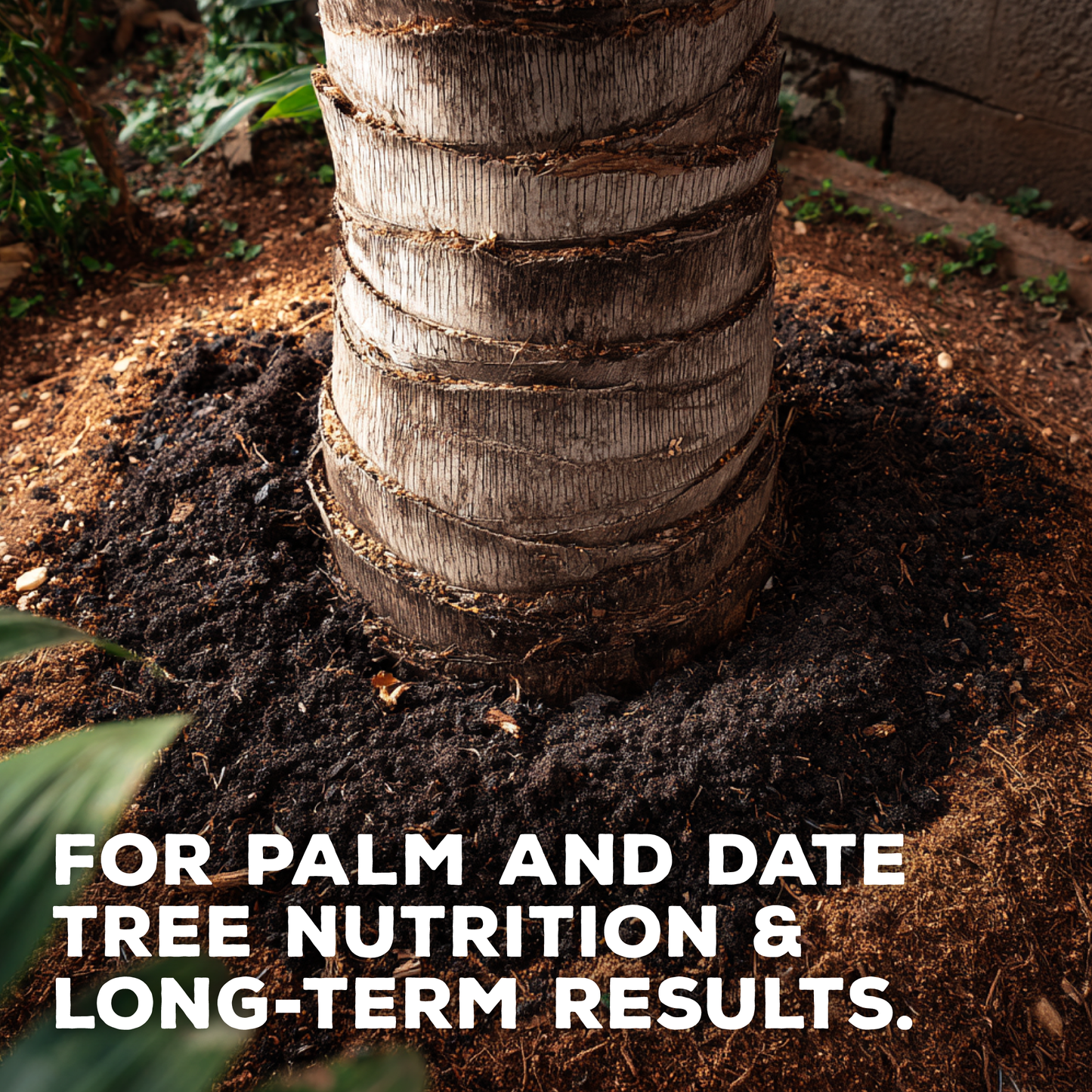 Oasis Blend Concentrated Organic Soil Amendment Fertilizer for Palm & Date trees