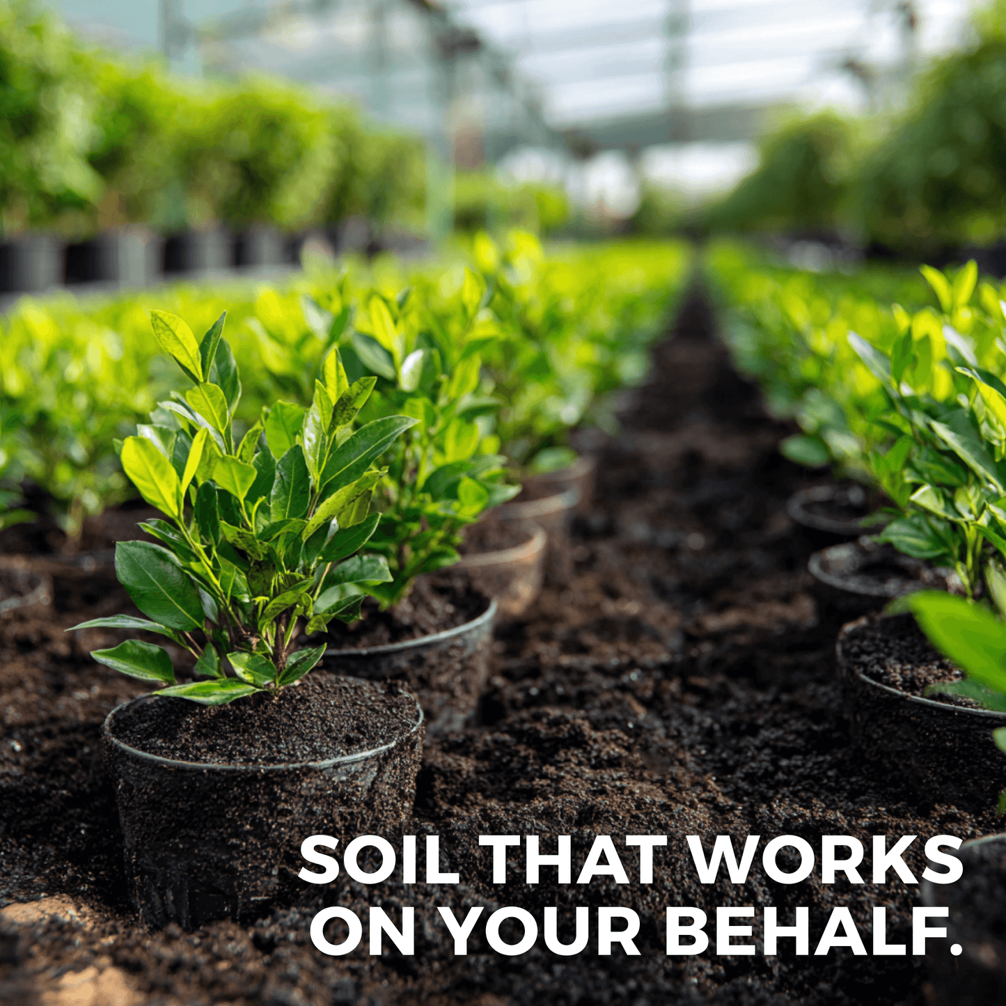 PlantPal: All-Stage Nursery Mix