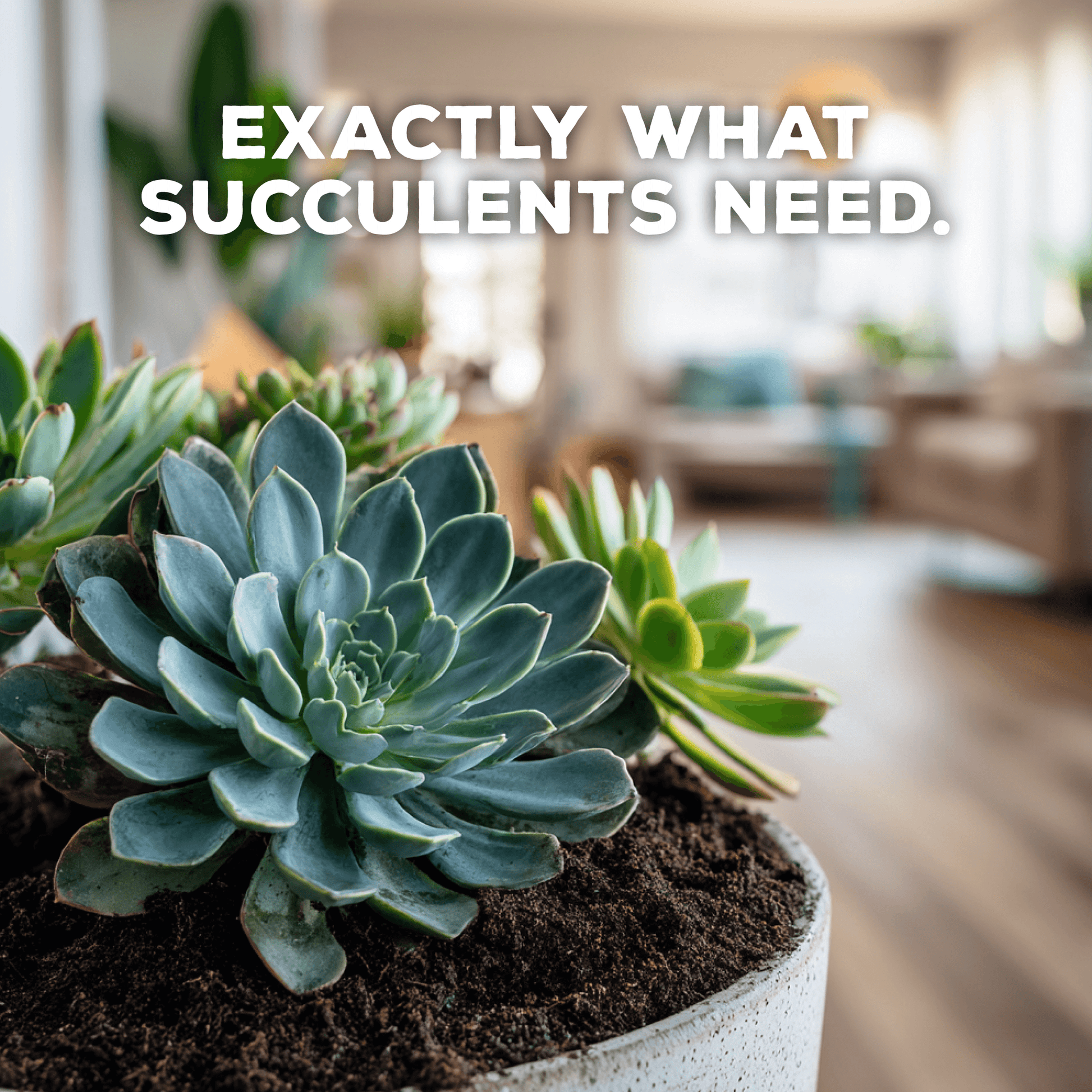 succulent plant soil for sale Succulent Success - Succulent Potting Mix