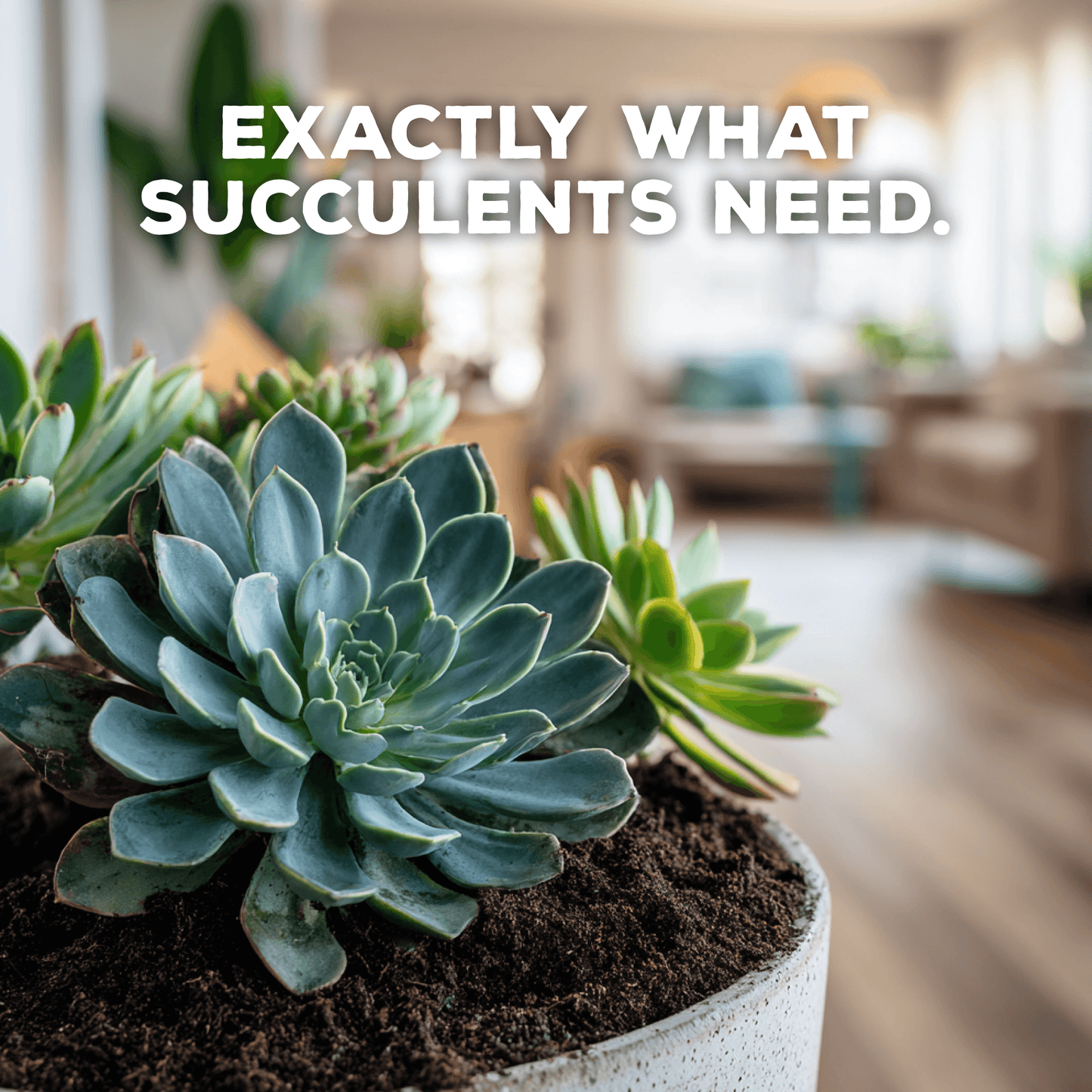 Succulent Success: Succulent Potting Mix